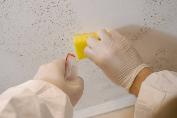 Best Mold-Related Health Consultation  in Plumas Lake, CA