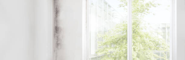 Best Dehumidification Services  in Plumas Lake, CA