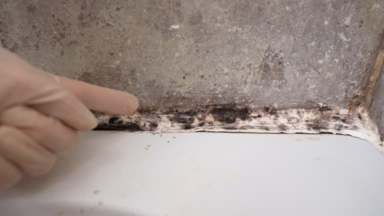 Best Asbestos and Lead Testing During Mold Inspection  in Plumas Lake, CA