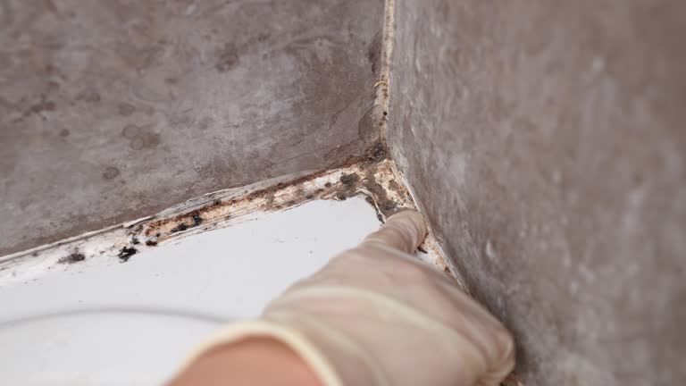 Best Mold Documentation for Insurance Claims  in Plumas Lake, CA