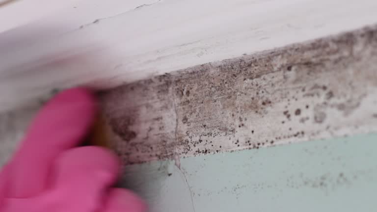 Best Mold Removal for HVAC Installations  in Plumas Lake, CA